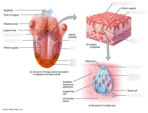 GUSTATION Diagram | Quizlet