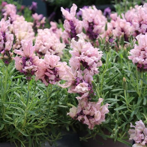 Lavender ‘Madrid Lavish Pink’ - Greenhouse Product News