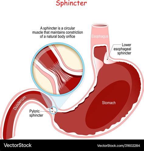 Pyloric Sphincter Function