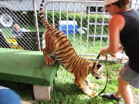 Say No To Cub Petting – Crown Ridge Tiger Sanctuary