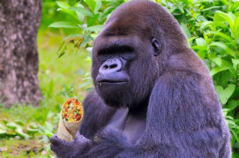 This 800 LB Gorilla Only Eats Gourmet Vegetarian Curry Tempeh Wraps ...