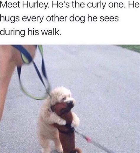 Dog Gives Hug | Dog memes, Animal memes, Funny animals