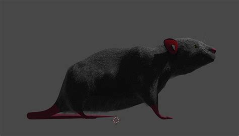 3D Rat Model - TurboSquid 1625430