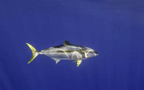 Yellowfin Tuna: History, Facts, Size, Habitat, Classification & Much More - Animals Name