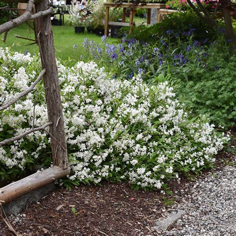 Deutzia gracilis 'Nikko' - Horsford Gardens and Nursery