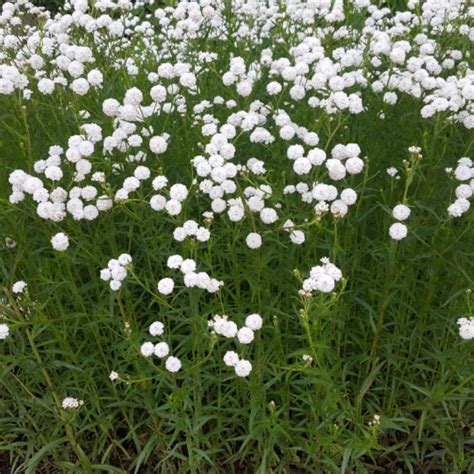 Achillea ptarmica 'The Pearl', Sneezewort 'The Pearl' - uploaded by @cbotf