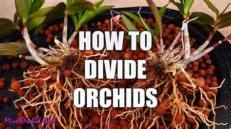 How to propagate Orchids through divisions - Simple guide for beginners ...