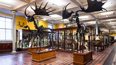 Natural History Museum, Dublin, Ireland — Museum Review | Condé Nast ...