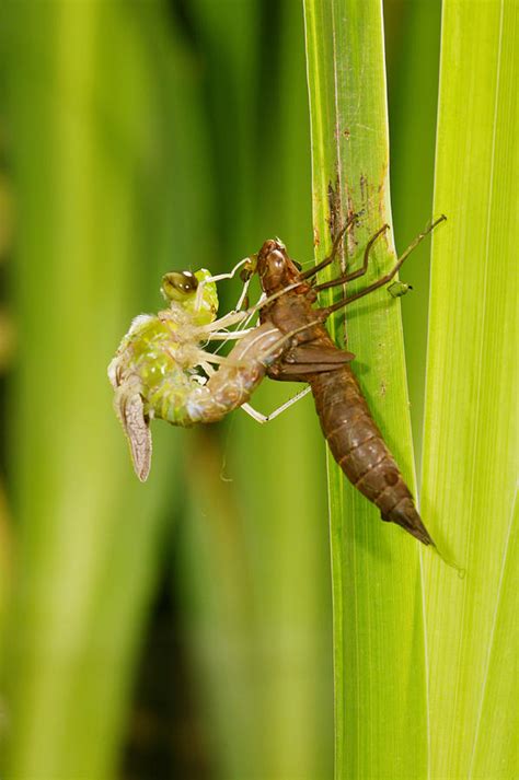 Emperor Dragonfly Metamorphosis Photograph by Andy Harmer - Pixels