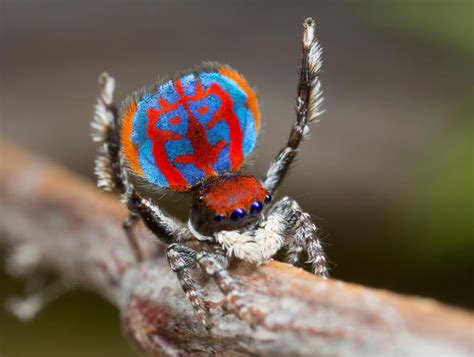 Australian peacock spider - These jumping spiders from the land down ...