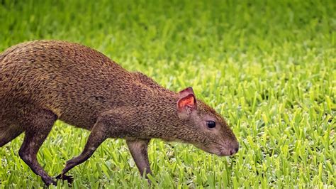 Is an Agouti Related to a Squirrel? Agoutis as pets? Read Here!