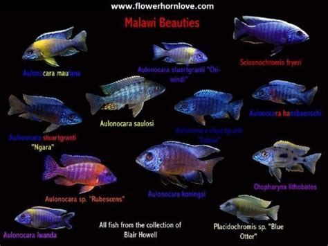 Different Types of Cichlids