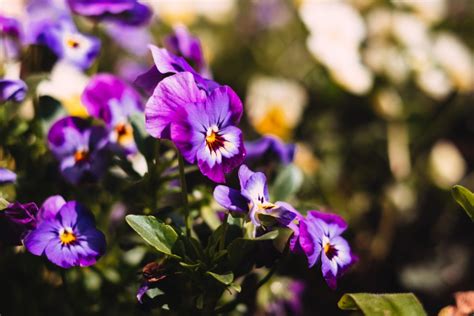 Purple pansies - freestocks.org - Free stock photo