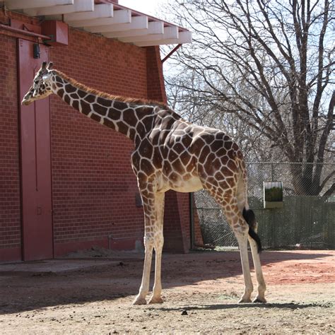 Giraffe at the Zoo – Photos Public Domain