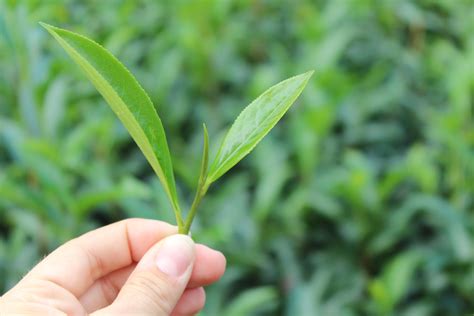 Introduction To The Tea Plant - Camellia Sinensis — Leaf Logic Wellness Tea