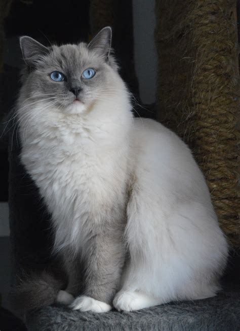 Ragdoll Kittens Profile, Grooming, Temperament, Care, FAQs - Mammal Age