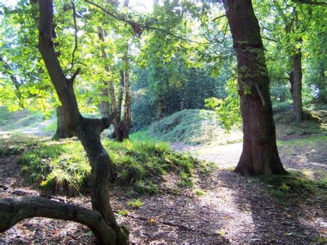 swithland woods - Google Search | Beautiful tree, Leicestershire ...