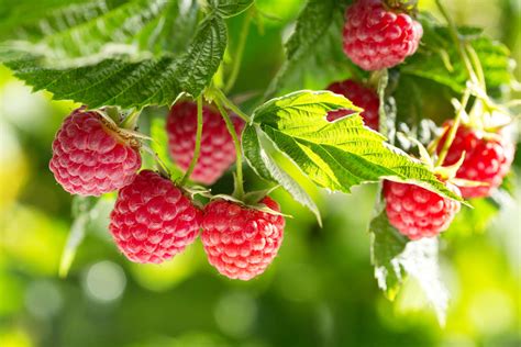 Himbeeren vermehren: Ableger, Stecklinge & Co. - Plantura