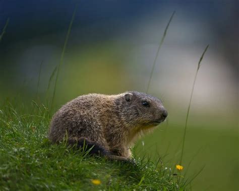 Alpine Marmot - Facts, Diet, Habitat & Pictures on Animalia.bio