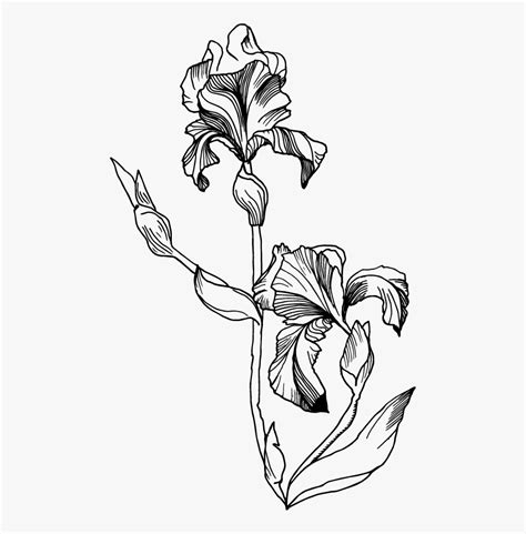 Transparent Iris Clipart Black And White - Black And White Single Flower , Free Transparent ...