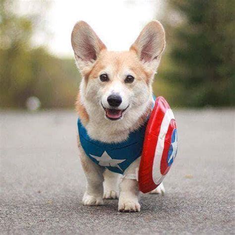 So, you're browsing for cute corgi pics. : r/corgi