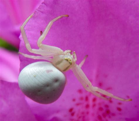 Angie's random blog: A white spider in my garden