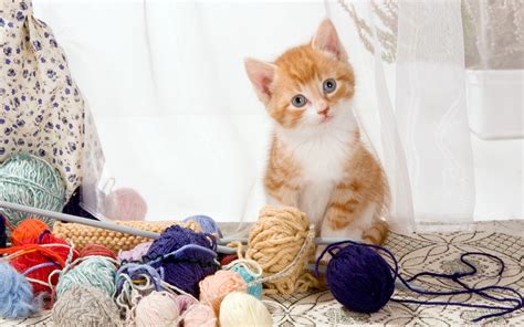 kittens, Cat, Yarn, Animals Wallpapers HD / Desktop and Mobile Backgrounds