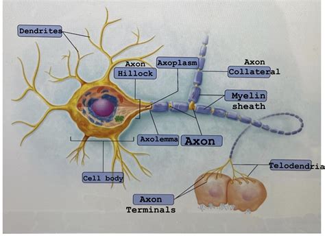 [Solved] Dendrites Axon hillock Cell body Axon collateral Axon ...