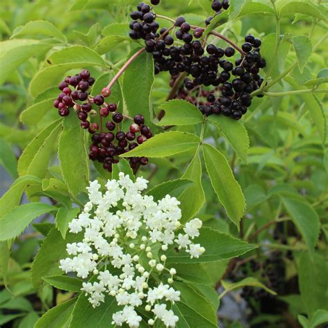 Sambucus canadensis - Multiplants