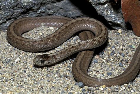 Copperhead snakes engage in nightly summertime feeding congregation