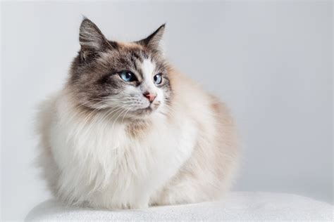 13 Types of Ragdoll Cat Colors and Coat Patterns You'll Love I Discerning Cat