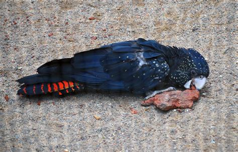 Black cockatoo, Cockatoo, Australian parrots