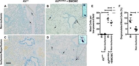 Comparison of lung histopathology and density of intact and... | Download Scientific Diagram