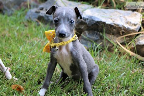 Italian Greyhound puppy for sale near Monroe, Louisiana. | 0000c19f-c341