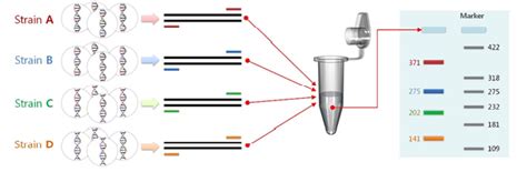 Multiplex PCR: What is Multiplex PCR? Multiplexing assay - DNA Software