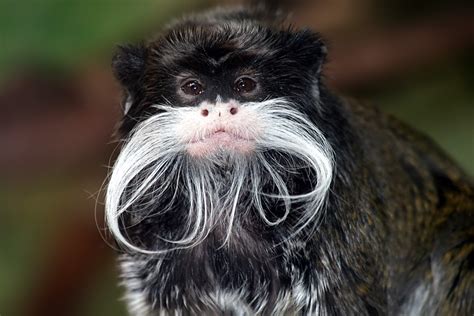 Tamarin - Wikipedia