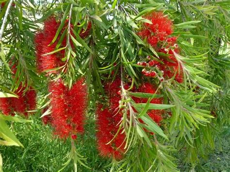 Bottlebrush facts and health benefits