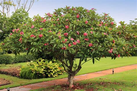 Plumeria Seed Pods: How To Harvest, Plant, & Grow