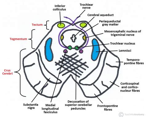 The Midbrain - Colliculi - Peduncles - TeachMeAnatomy