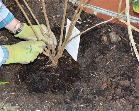 How to prune blackcurrant bushes: all you need to know | Gardeningetc