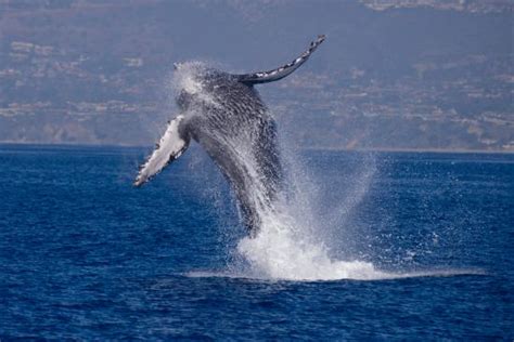 Dana Point Whale Watching Tours, Dana Point, CA - California Beaches