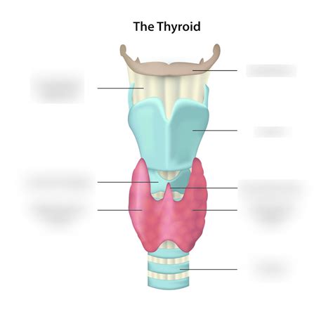 Anatomy 6: The Thyroid Gland Diagram | Quizlet