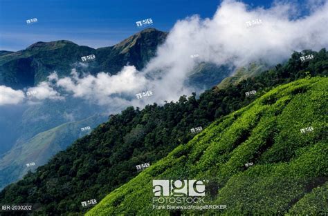 Origin of refreshing Nilgiri tea of South India