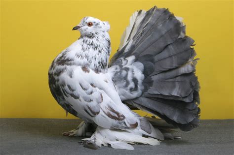 Indian Fan-Tail Pigeon: Interesting bird, obviously quite suitably named. :) | Pigeon pictures ...