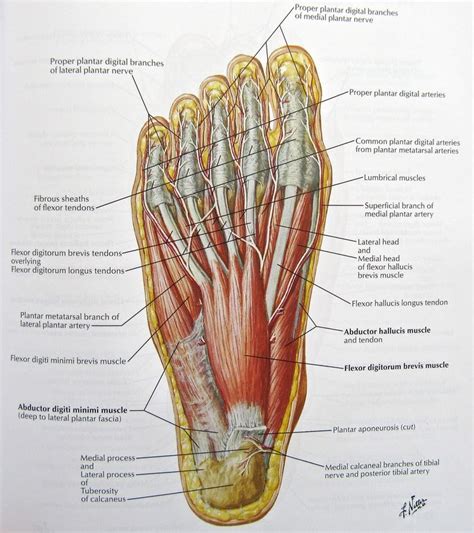 Loading... | Foot anatomy, Human anatomy chart, Nerve anatomy