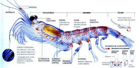 Superba Krill Antártico, fuente del aceite de krill más puro y natural de Omega-3 | Suplementos ...