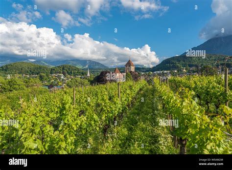 Vineyards with Spiez Castle, Spiez, Bernese Oberland, Switzerland ...