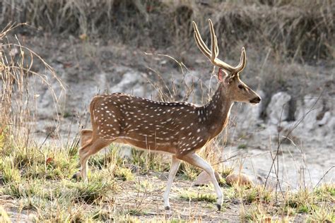 Spotted Deer India Free Stock Photo - Public Domain Pictures