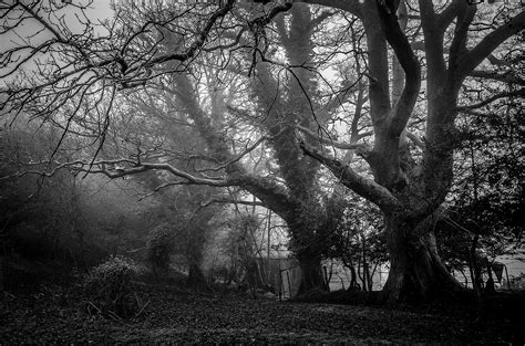 Free Images : tree, nature, forest, branch, black and white, wood, sunlight, morning, leaf ...