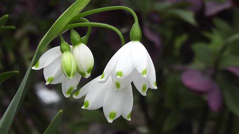 Free photo: White Snowdrop Flowers - Blossom, Leaves, Tree - Free Download - Jooinn